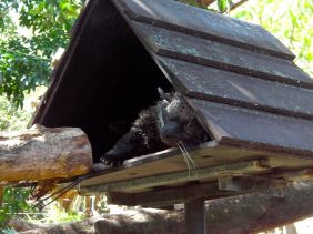 Binturong sleeping