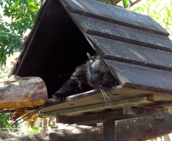 Binturong sleeping