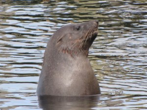 The well-fed Portland Mascot